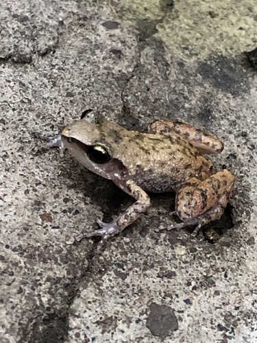 Lowland Chirping Frog