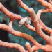 Observation photo