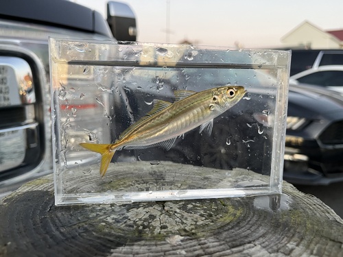 How to identify Decapterus punctatus (Cuvier, 1829)