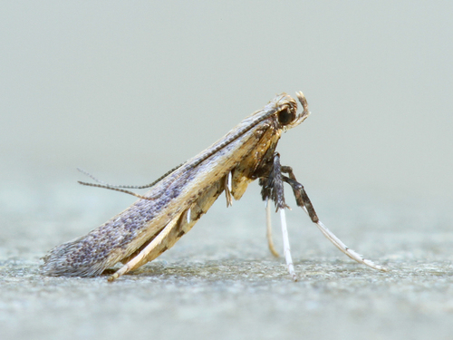 Caloptilia hypericella (Braun, 1918)