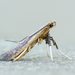 Caloptilia hypericella - Photo (c) Michael King, all rights reserved, uploaded by Michael King