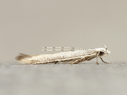 How to identify Stereomita andropogonis Braun, 1922