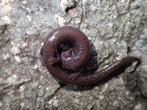 San Gabriel Slender Salamander