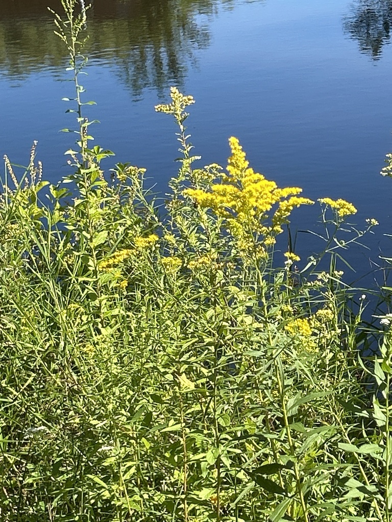 goldenrods from Sparta Rd, Stanhope, NJ, US on September 1, 2023 at 11