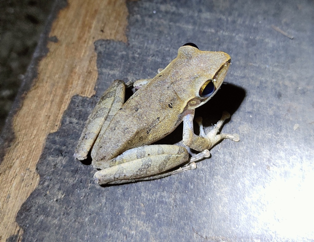 Common Southeast Asian Tree Frog from Bekasi, Kota Bks, Jawa Barat ...