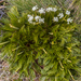Aciphylla polita - Photo (c) Danilo Hegg, todos los derechos reservados, subido por Danilo Hegg