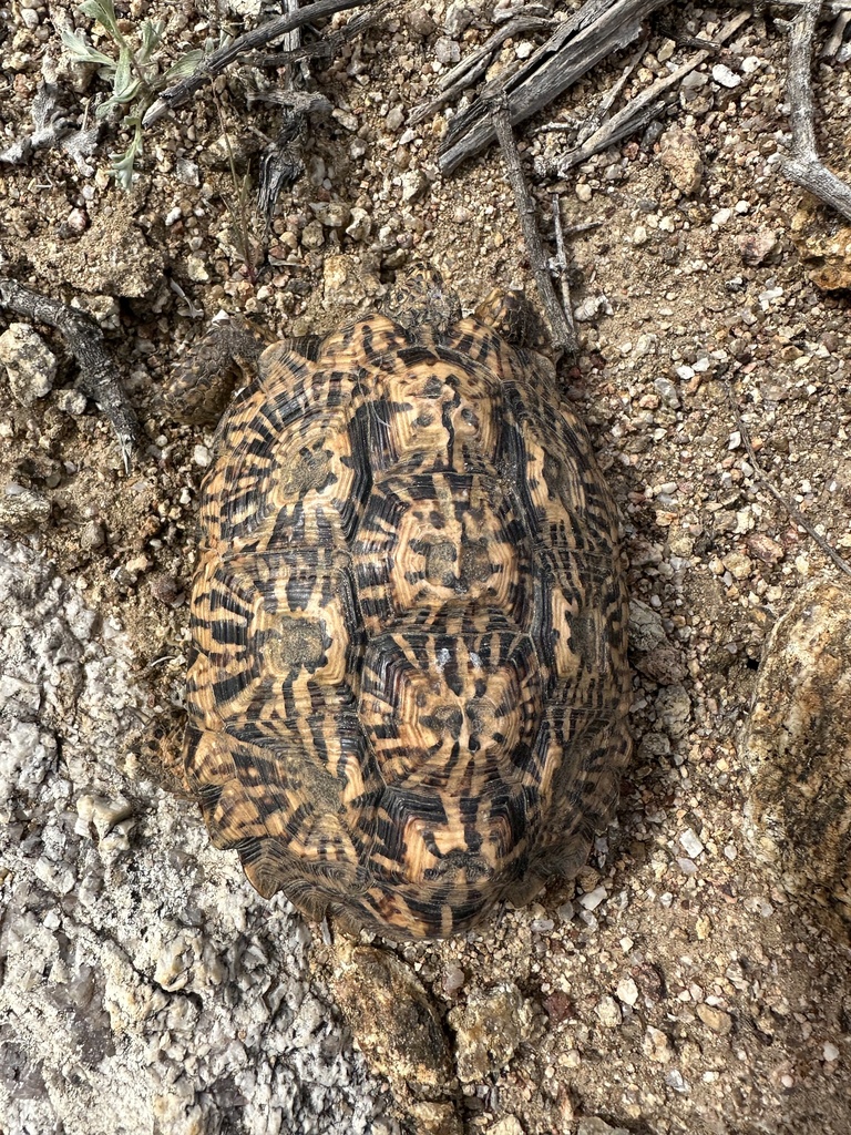 Speckled Tortoise in September 2023 by Josh Durie · iNaturalist