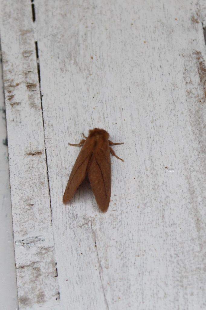 Butterflies and Moths from Kolli Hills on September 1, 2023 at 02:35 PM ...