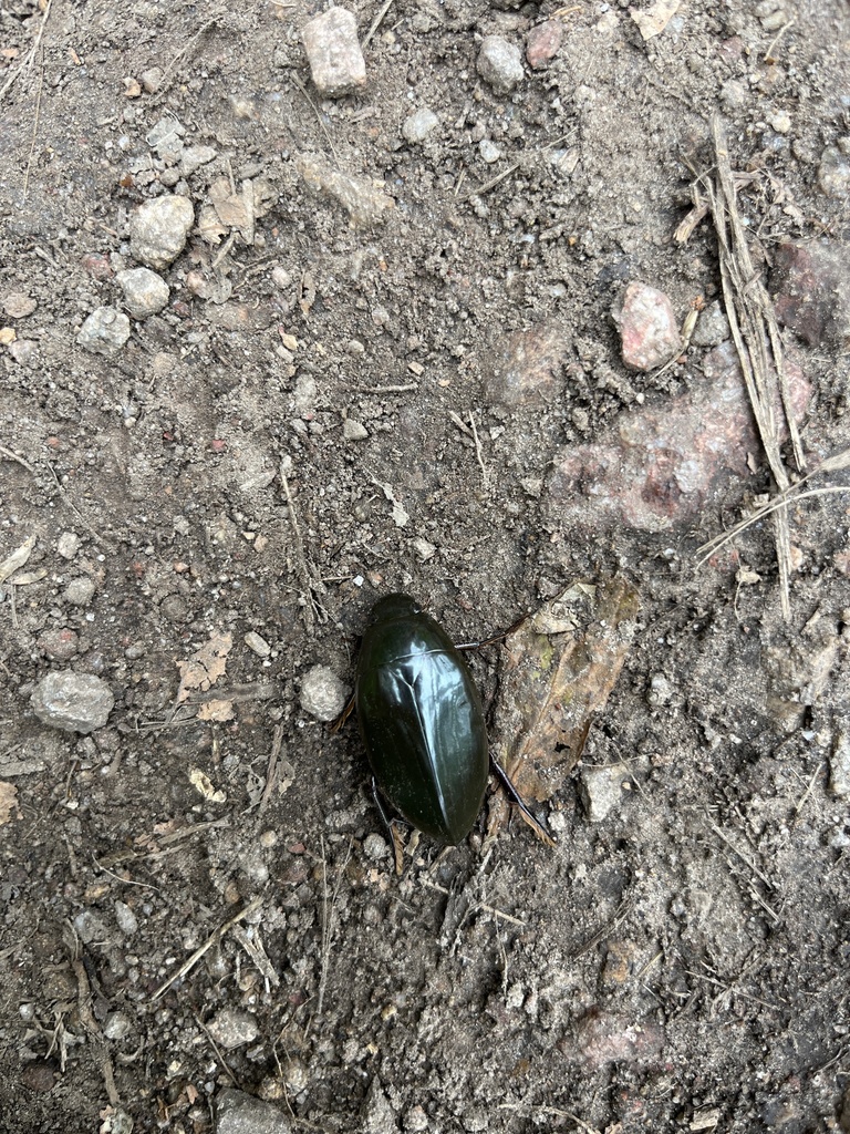Giant Water Scavenger Beetle from Uinta-Wasatch-Cache National Forest ...