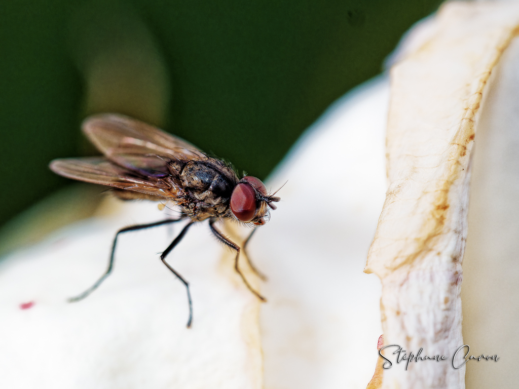 Lesser House Fly from 76350 Oissel, France on August 29, 2023 at 0750