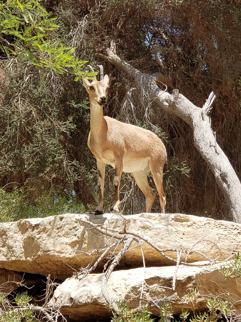 Nubian Ibex in July 2019 by Micah Saunders · iNaturalist