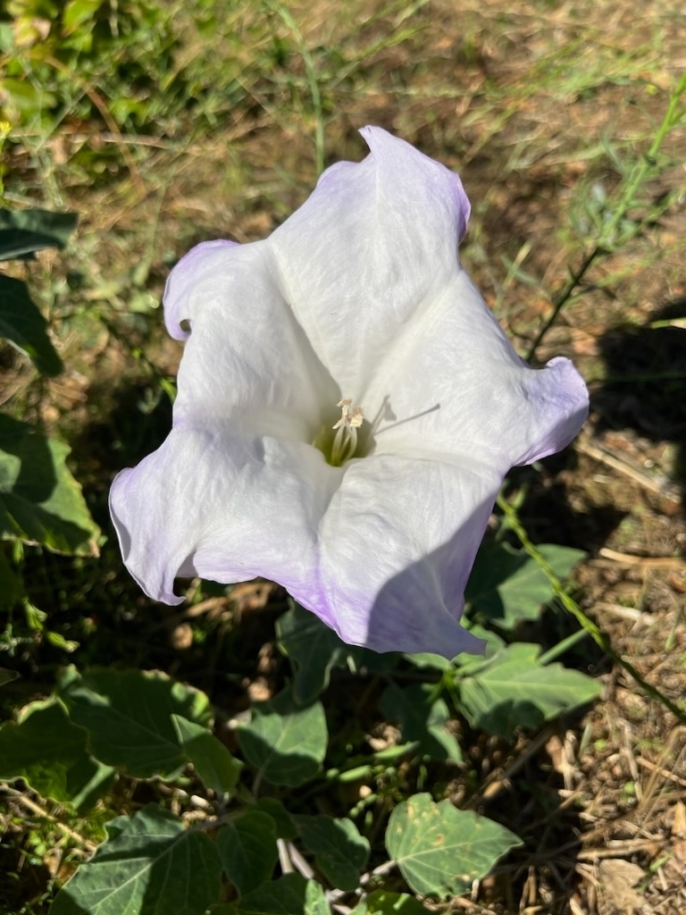 Sacred datura from joshua tree national park visitor center on