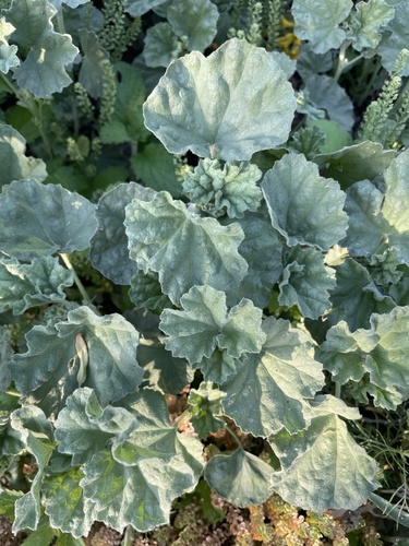 iNaturalist observation photo of alkali mallow