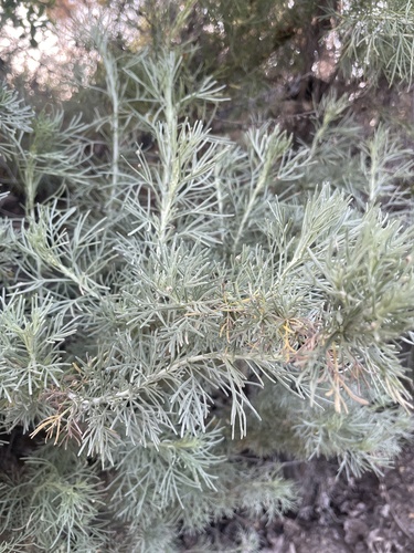 iNaturalist observation photo of California sagebrush