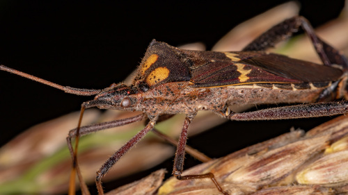 Leptoglossus zonatus