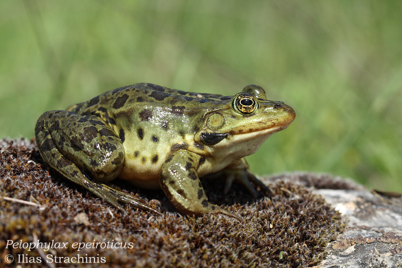Epirus Water Frog (Pelophylax epeiroticus)