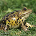 Epirus Water Frog - Photo (c) Ilias Strachinis, all rights reserved, uploaded by Ilias Strachinis
