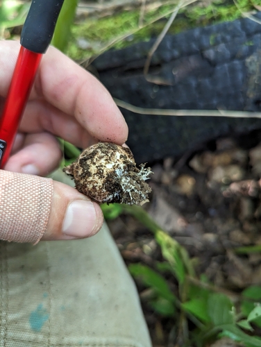Geastrum triplex (Photo 6 of 7)