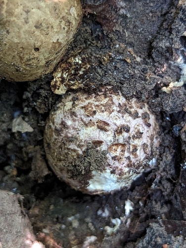 Geastrum triplex (Photo 5 of 7)