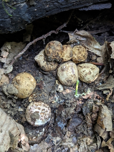 Geastrum triplex (Photo 4 of 7)
