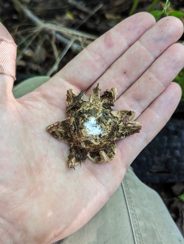 Geastrum triplex (Photo 3 of 7)