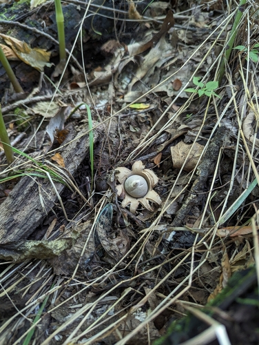 Geastrum triplex