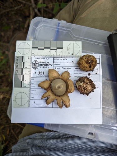 Geastrum triplex (Photo 7 of 7)