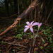 Autumn Crocus - Photo (c) 异草志, all rights reserved, uploaded by 异草志