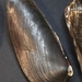 Fishtail Mussel - Photo (c) Jacky Zhu, all rights reserved, uploaded by Jacky Zhu