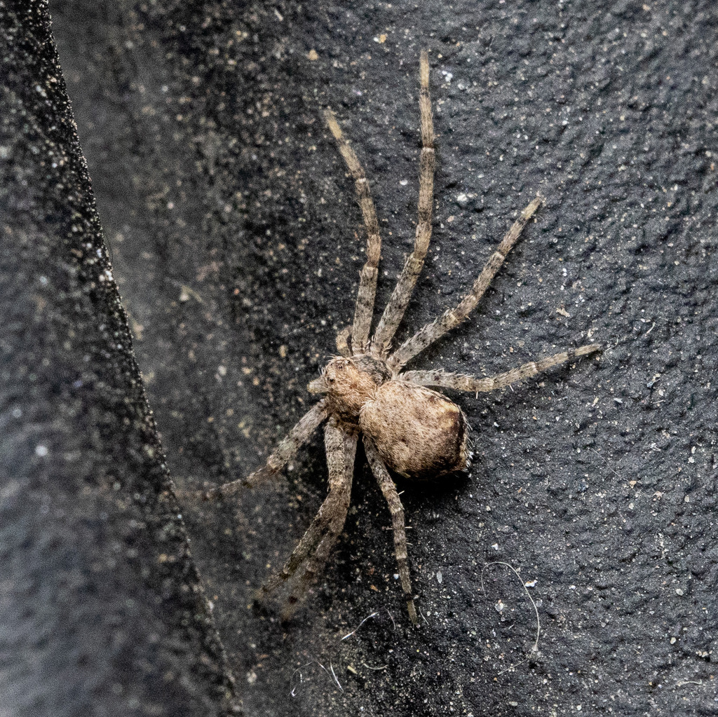 Running Crab Spiders from Dresbach Boat Launch on Mississippi River