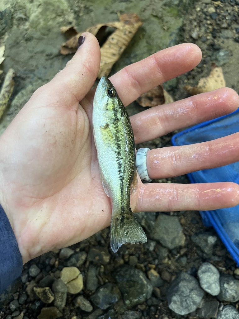 Spotted Bass from Logan Dr, Carbondale, IL, US on September 1, 2023 at ...