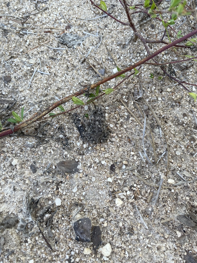 North American Toads from Lumberton, NC, US on September 1, 2023 at 06: ...