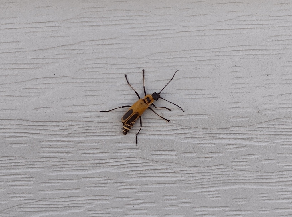 Goldenrod Soldier Beetle from Pigeon TN 37876, USA on September