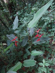 Heliconia nutans image