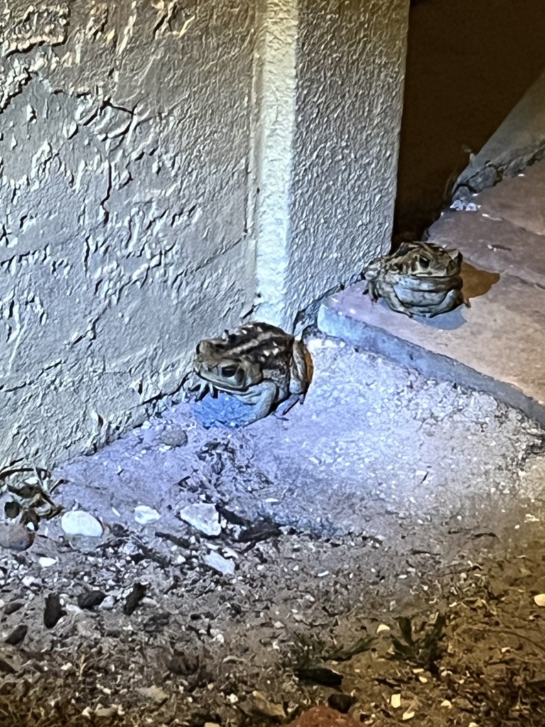 Cane Toad from Boca Cir, Naples, FL, US on September 1, 2023 at 1012 PM by Amanda Hofmann