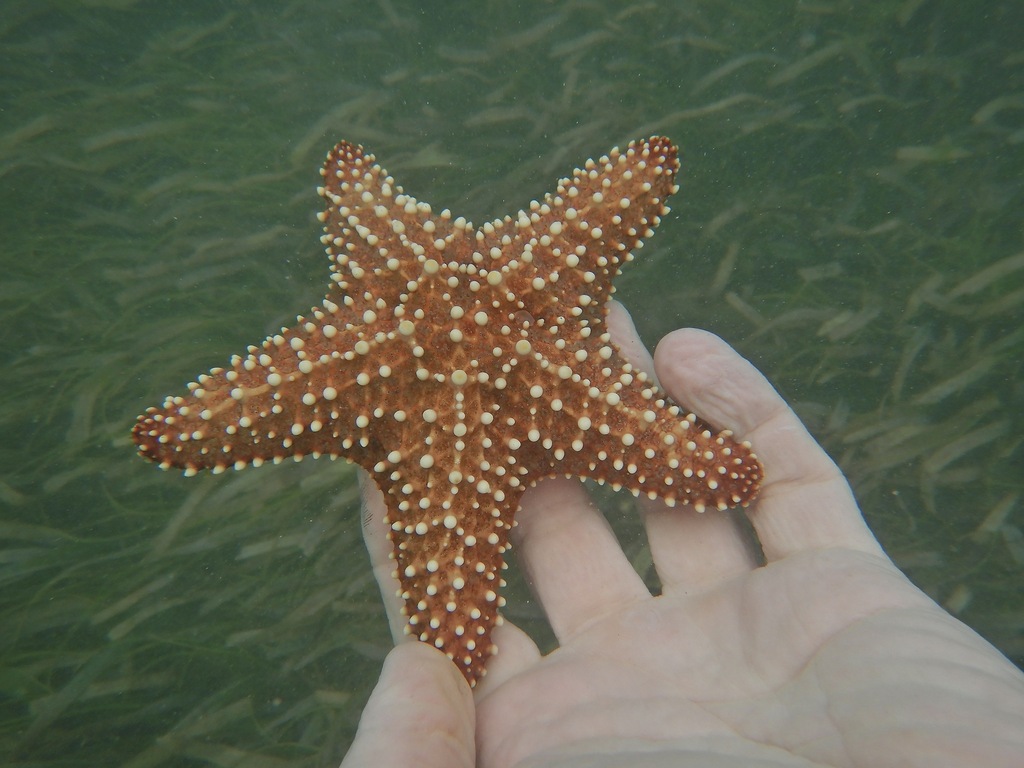 West Indian Sea Star