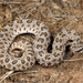 Western Massasauga - Photo (c) Jake Scott, all rights reserved, uploaded by Jake Scott