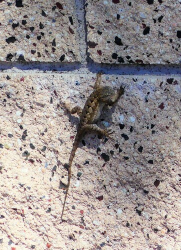 iNaturalist observation photo of Western Fence Lizard
