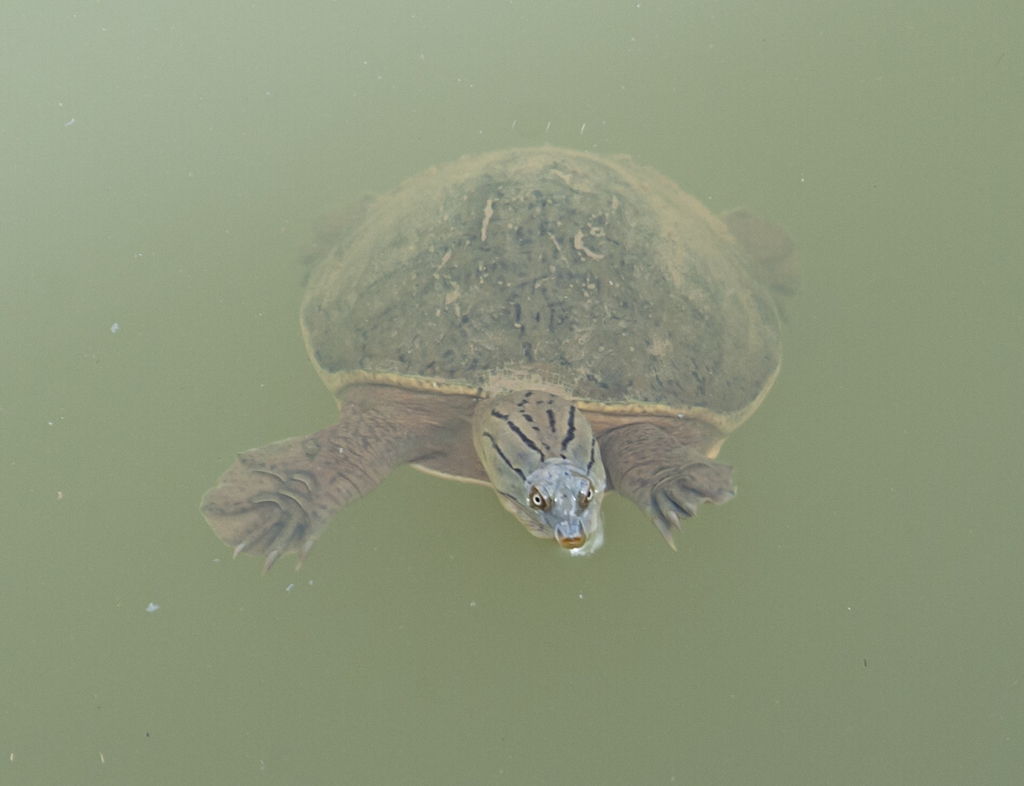 Asian Flapshell Turtles In July 2010 By Jaysukh Parekh Suman · Inaturalist