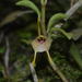 Masdevallia floribunda - Photo 由 Adrian Fernandez Diaz 所上傳的 (c) Adrian Fernandez Diaz，保留所有權利