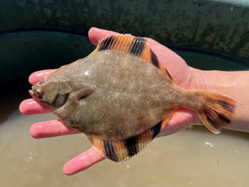 Starry Flounder