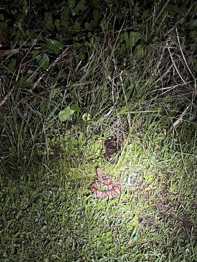 Florida Cottonmouth From Colonial Isle Dr, Tampa, FL, US On September 1 ...