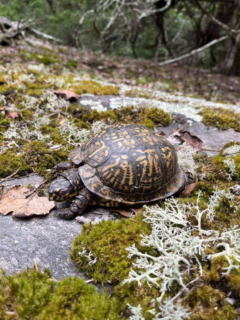 Eastern Box Turtle In September 2023 By Tyler Hobbs INaturalist   Large 