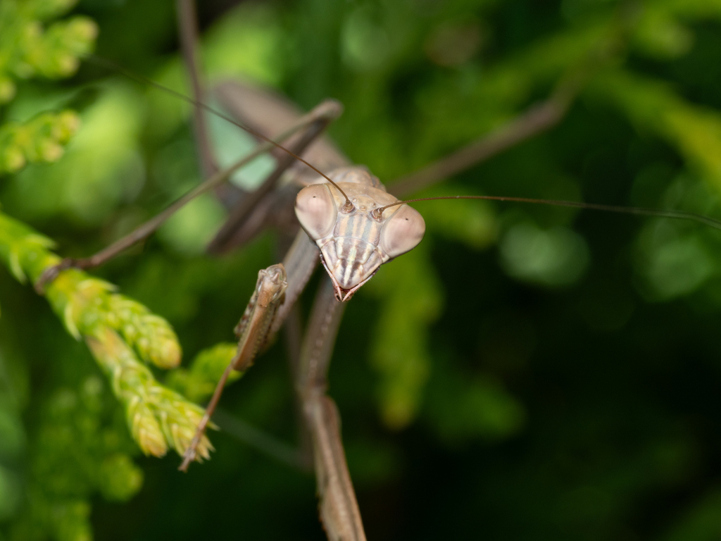 Chinese Mantis from Cook County, IL, USA on August 31, 2023 at 03:35 PM ...