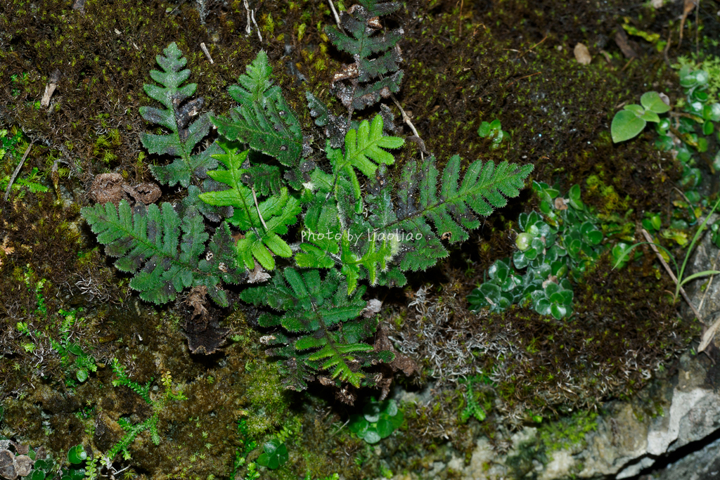 Aleuritopteris rufa (Aleuritopteris rufa)