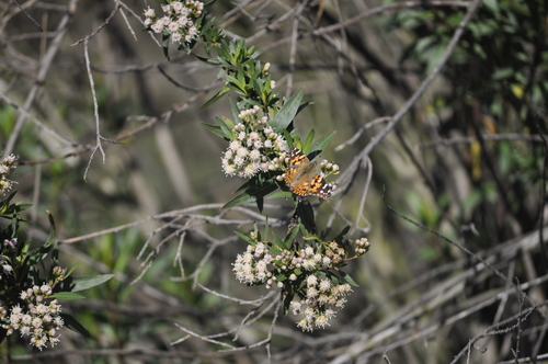 iNaturalist observation photo of Painted Lady
