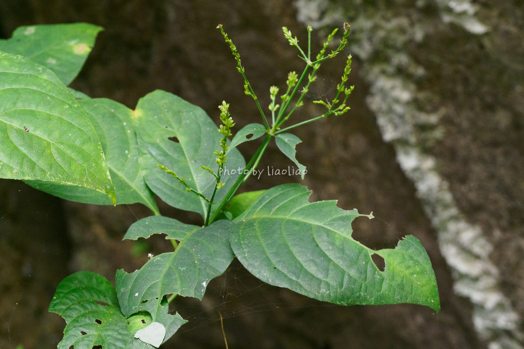 Justicia leptostachya (Justicia leptostachya)
