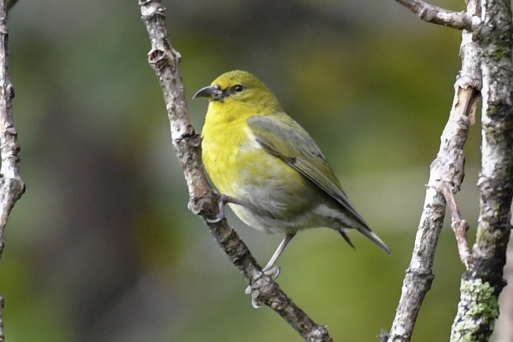 Kauai Amakihi (Chlorodrepanis stejnegeri) photo
