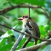 Sulawesi Lilac Kingfisher - Photo (c) Angela Christine Chua, all rights reserved, uploaded by Angela Christine Chua