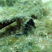 Observation photo